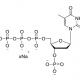 Structure of 3'-P-dTTP 100mM Sodium Solution CAS dNTP019